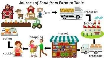 the-journey-of-food-from-farm-to-your-table